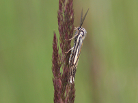 Obraz 1395
